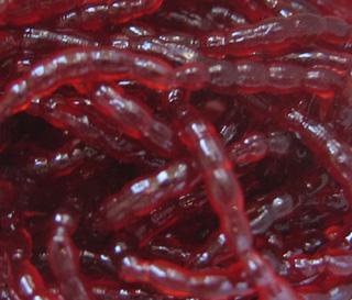 Berley PowerBait Bloodworm keinosurviainen